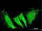 Rhotekin 2 antibody, H00219790-B01P, Novus Biologicals, Immunofluorescence image 