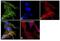 Aldehyde Dehydrogenase 2 Family Member antibody, PA5-29717, Invitrogen Antibodies, Immunofluorescence image 