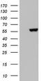 MAPK Activated Protein Kinase 5 antibody, LS-C790158, Lifespan Biosciences, Western Blot image 