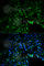 UDP-Glucose 6-Dehydrogenase antibody, A1210, ABclonal Technology, Immunofluorescence image 