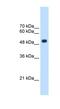 TRNA Methyltransferase 2 Homolog B antibody, NBP1-55171, Novus Biologicals, Western Blot image 