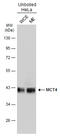 Mct3 antibody, GTX131626, GeneTex, Western Blot image 