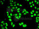 Proteasome 26S Subunit, ATPase 3 antibody, A1986, ABclonal Technology, Immunofluorescence image 