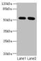 Integrator Complex Subunit 14 antibody, CSB-PA847227LA01HU, Cusabio, Western Blot image 