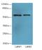 WD Repeat Domain 34 antibody, LS-C397653, Lifespan Biosciences, Western Blot image 