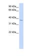 NK2 Homeobox 3 antibody, orb324405, Biorbyt, Western Blot image 