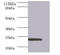 ES Cell Expressed Ras antibody, A52309-100, Epigentek, Western Blot image 