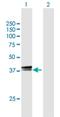 TEF Transcription Factor, PAR BZIP Family Member antibody, H00007008-B01P, Novus Biologicals, Western Blot image 