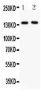 Selectin P antibody, PA5-79972, Invitrogen Antibodies, Western Blot image 