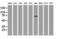 Rho GTPase Activating Protein 25 antibody, GTX84863, GeneTex, Western Blot image 