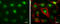 Metal Response Element Binding Transcription Factor 2 antibody, GTX115634, GeneTex, Immunocytochemistry image 