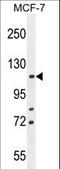 BCL2 Associated Transcription Factor 1 antibody, LS-C156779, Lifespan Biosciences, Western Blot image 