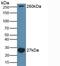 Microtubule-associated protein 1A antibody, MBS2026694, MyBioSource, Western Blot image 