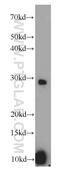 Acrosomal Vesicle Protein 1 antibody, 14040-1-AP, Proteintech Group, Western Blot image 