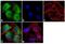 Gephyrin antibody, 720218, Invitrogen Antibodies, Immunofluorescence image 