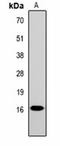 Histone Cluster 1 H1 Family Member A antibody, orb334659, Biorbyt, Western Blot image 