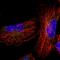 Trafficking From ER To Golgi Regulator antibody, HPA019473, Atlas Antibodies, Immunofluorescence image 