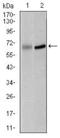 Polo Like Kinase 1 antibody, GTX60627, GeneTex, Western Blot image 