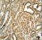 EF-Hand Domain Family Member B antibody, LS-C167645, Lifespan Biosciences, Immunohistochemistry paraffin image 