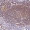 Peripherin antibody, HPA063887, Atlas Antibodies, Immunohistochemistry frozen image 