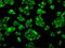 Cytochrome P450 Oxidoreductase antibody, M02166-1, Boster Biological Technology, Immunofluorescence image 