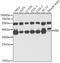 Fibrillarin antibody, 15-018, ProSci, Western Blot image 