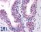 Caspase 9 antibody, LS-B241, Lifespan Biosciences, Immunohistochemistry paraffin image 