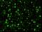 Basigin (Ok Blood Group) antibody, GTX02060, GeneTex, Immunofluorescence image 