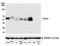 V-Set Immunoregulatory Receptor antibody, NBP2-76406, Novus Biologicals, Western Blot image 