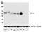 Platelet receptor Gi24 antibody, NBP2-76406, Novus Biologicals, Western Blot image 