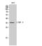 CCAAT Enhancer Binding Protein Beta antibody, STJ91919, St John