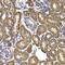 Glutamic-Oxaloacetic Transaminase 2 antibody, LS-C348989, Lifespan Biosciences, Immunohistochemistry frozen image 