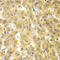 Geminin DNA Replication Inhibitor antibody, LS-C333979, Lifespan Biosciences, Immunohistochemistry frozen image 