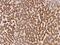 Glycine-N-Acyltransferase antibody, 208960-T08, Sino Biological, Immunohistochemistry paraffin image 