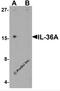 Interleukin-36 alpha antibody, 7505, ProSci, Western Blot image 