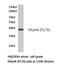 Natural Cytotoxicity Triggering Receptor 1 antibody, LS-C177862, Lifespan Biosciences, Western Blot image 