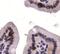 Autophagy Related 9A antibody, NB110-56893, Novus Biologicals, Immunohistochemistry paraffin image 