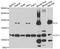 Complement C3 antibody, abx006846, Abbexa, Western Blot image 