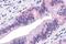 TRAF2 And NCK Interacting Kinase antibody, GTX70985, GeneTex, Immunohistochemistry paraffin image 