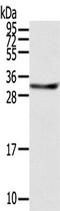 Syntaxin 8 antibody, TA350470, Origene, Western Blot image 