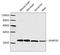 Synaptosome Associated Protein 25 antibody, LS-C203166, Lifespan Biosciences, Western Blot image 