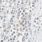 CRBP1 antibody, NBP2-33862, Novus Biologicals, Immunohistochemistry frozen image 