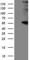 Protein-lysine 6-oxidase antibody, LS-C172332, Lifespan Biosciences, Western Blot image 