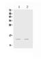 C-C Motif Chemokine Ligand 20 antibody, PA5-78937, Invitrogen Antibodies, Western Blot image 