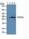 Glutathione S-Transferase Kappa 1 antibody, MBS2014311, MyBioSource, Western Blot image 
