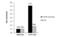 General Transcription Factor IIE Subunit 2 antibody, NBP2-20610, Novus Biologicals, Chromatin Immunoprecipitation image 