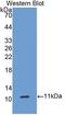 Ghrelin And Obestatin Prepropeptide antibody, LS-C294192, Lifespan Biosciences, Western Blot image 