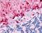 Thyroid Hormone Receptor Alpha antibody, NLS2459, Novus Biologicals, Immunohistochemistry frozen image 