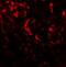 Beclin 2 antibody, 7989, ProSci, Immunofluorescence image 