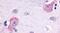 Opsin 3 antibody, PA5-34039, Invitrogen Antibodies, Immunohistochemistry paraffin image 